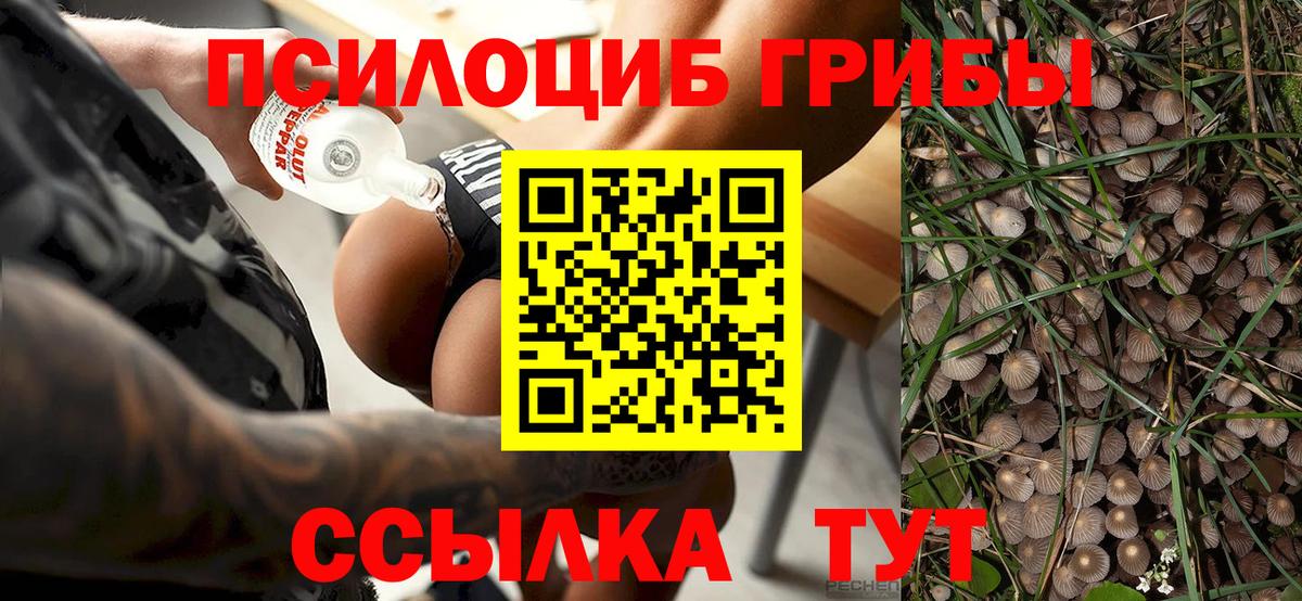 Псилоцибиновые грибы Cubensis  Вход с VPN  Кисловодск 